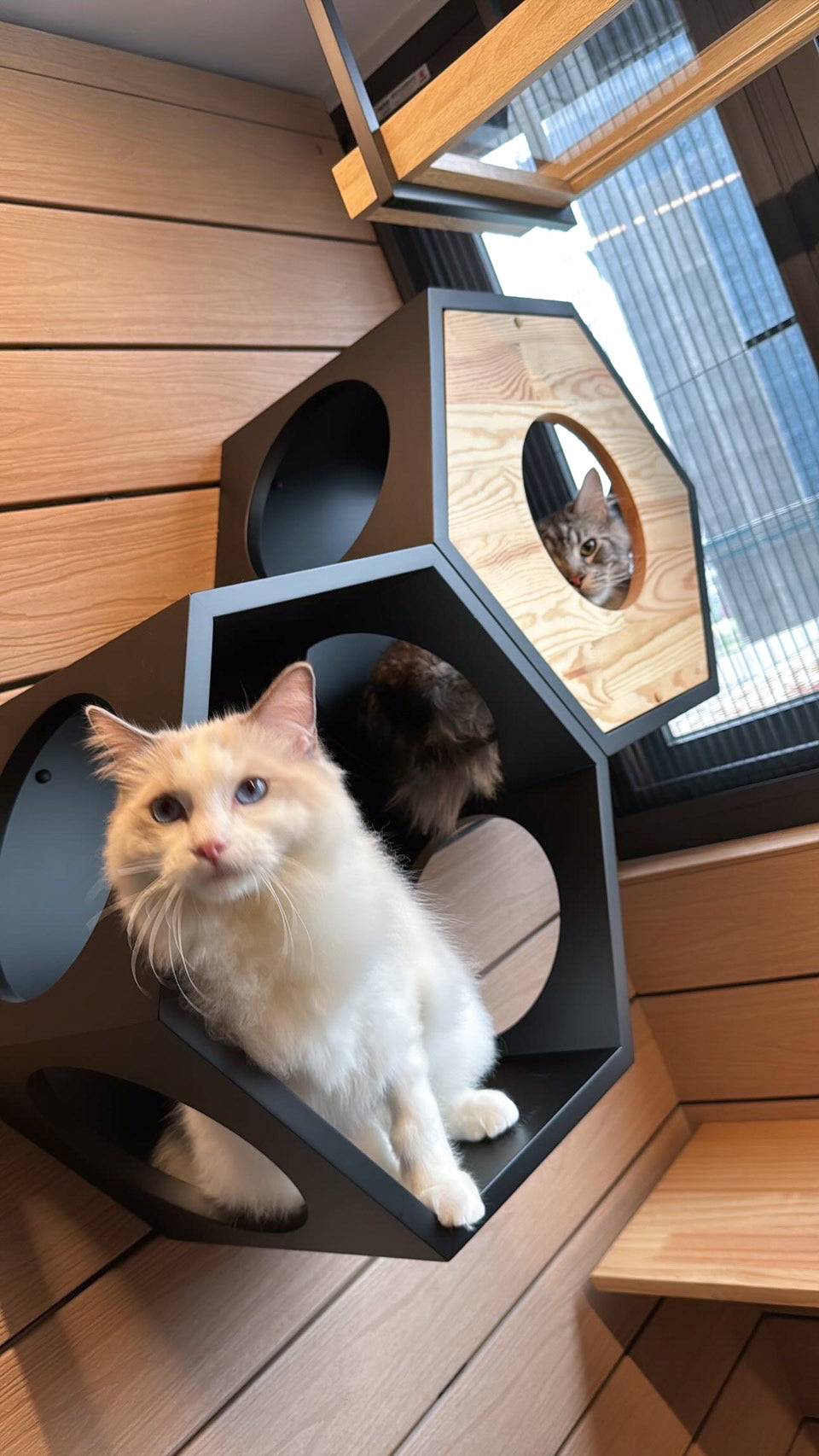 𝐋𝐢𝐯𝐢𝐧𝐠 𝐰𝐢𝐭𝐡 𝐂𝐚𝐭𝐬| サンルームでひなたぼっこ