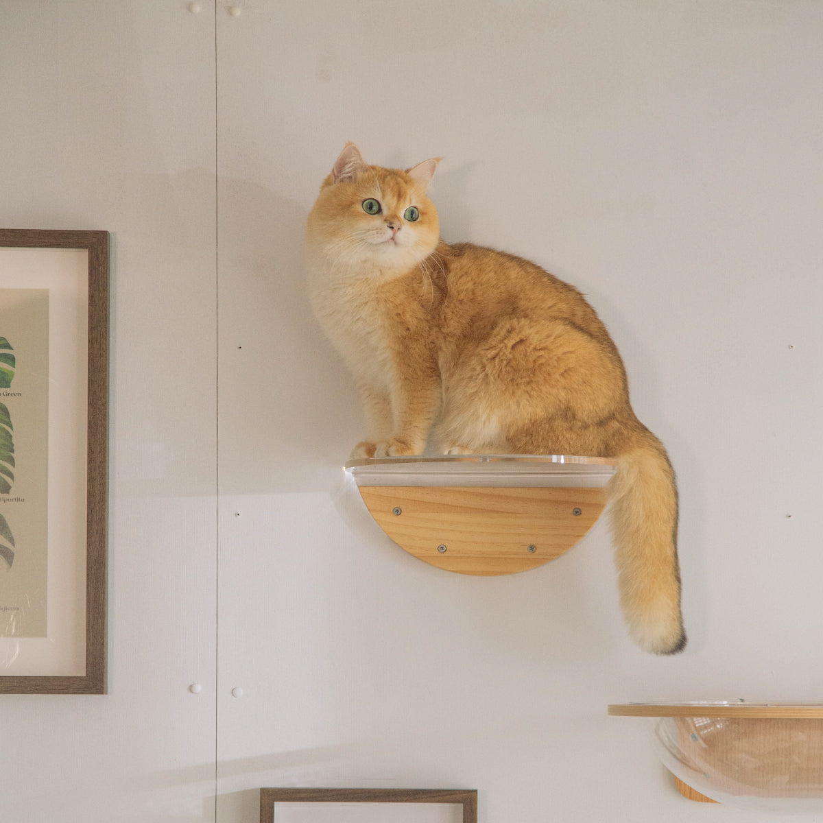 小型サイズ&ステップタイプ Small Catstep