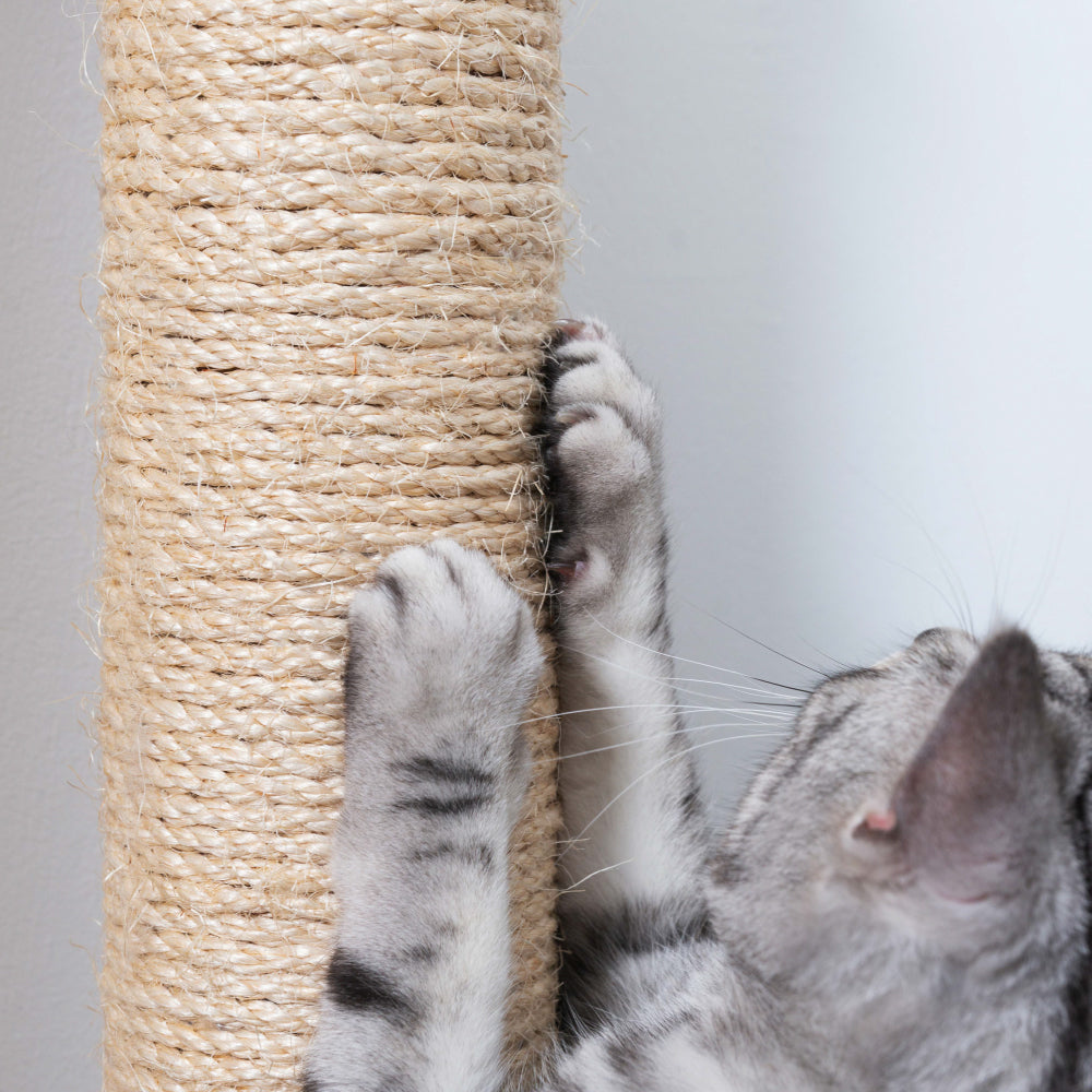 Cylinder | Replacement Ⅱ