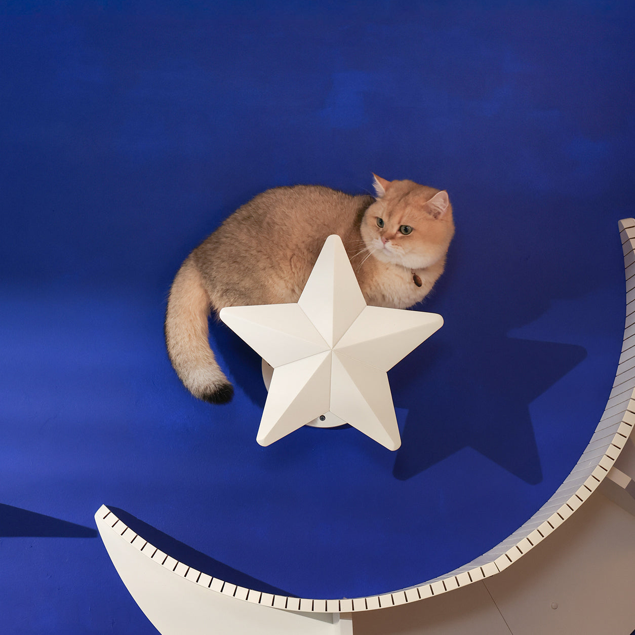 【15周年記念】Star White 7/7販売開始