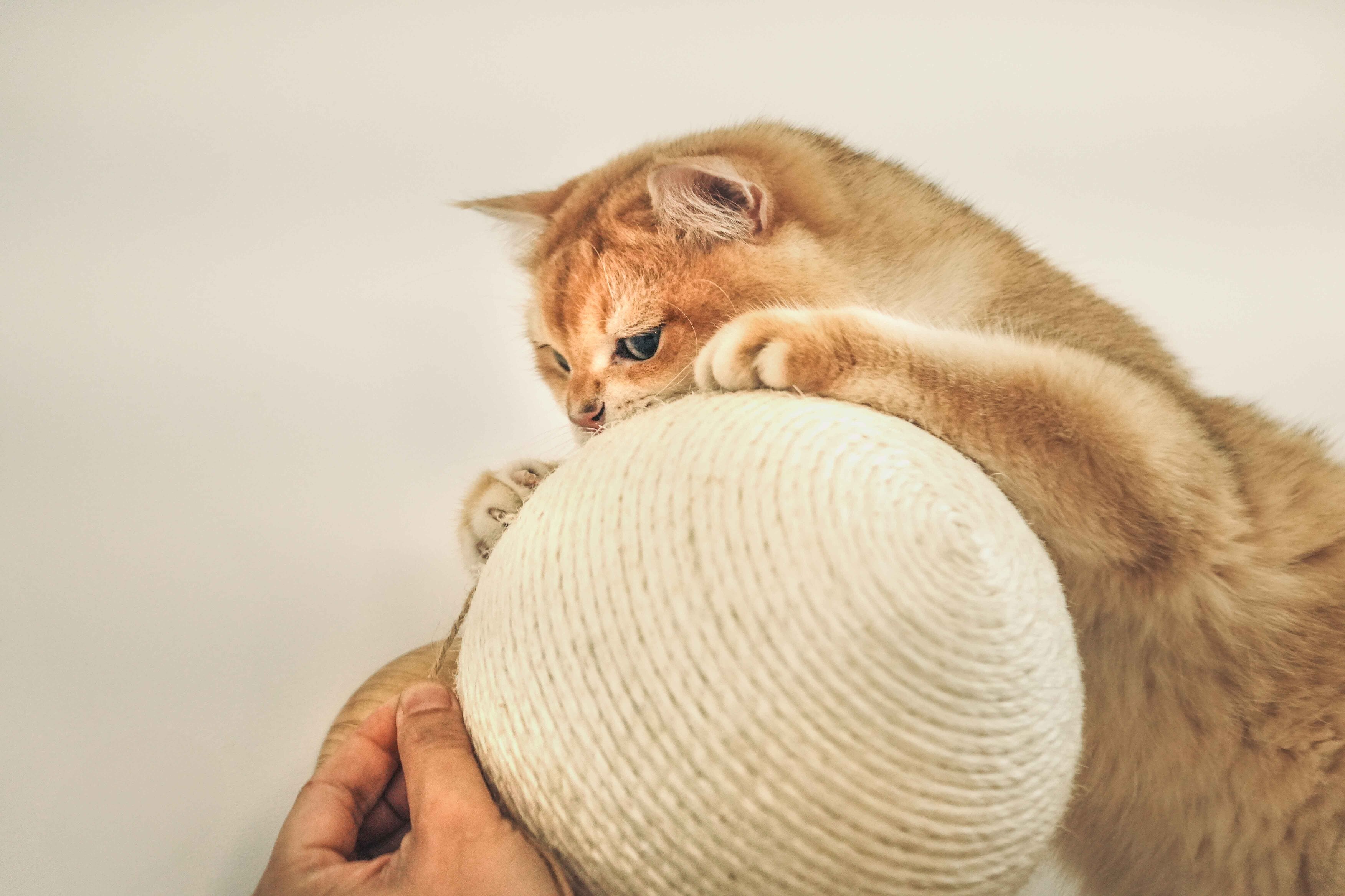 【爪研ぎボール】MYZOO-Caturn(全2サイズ)