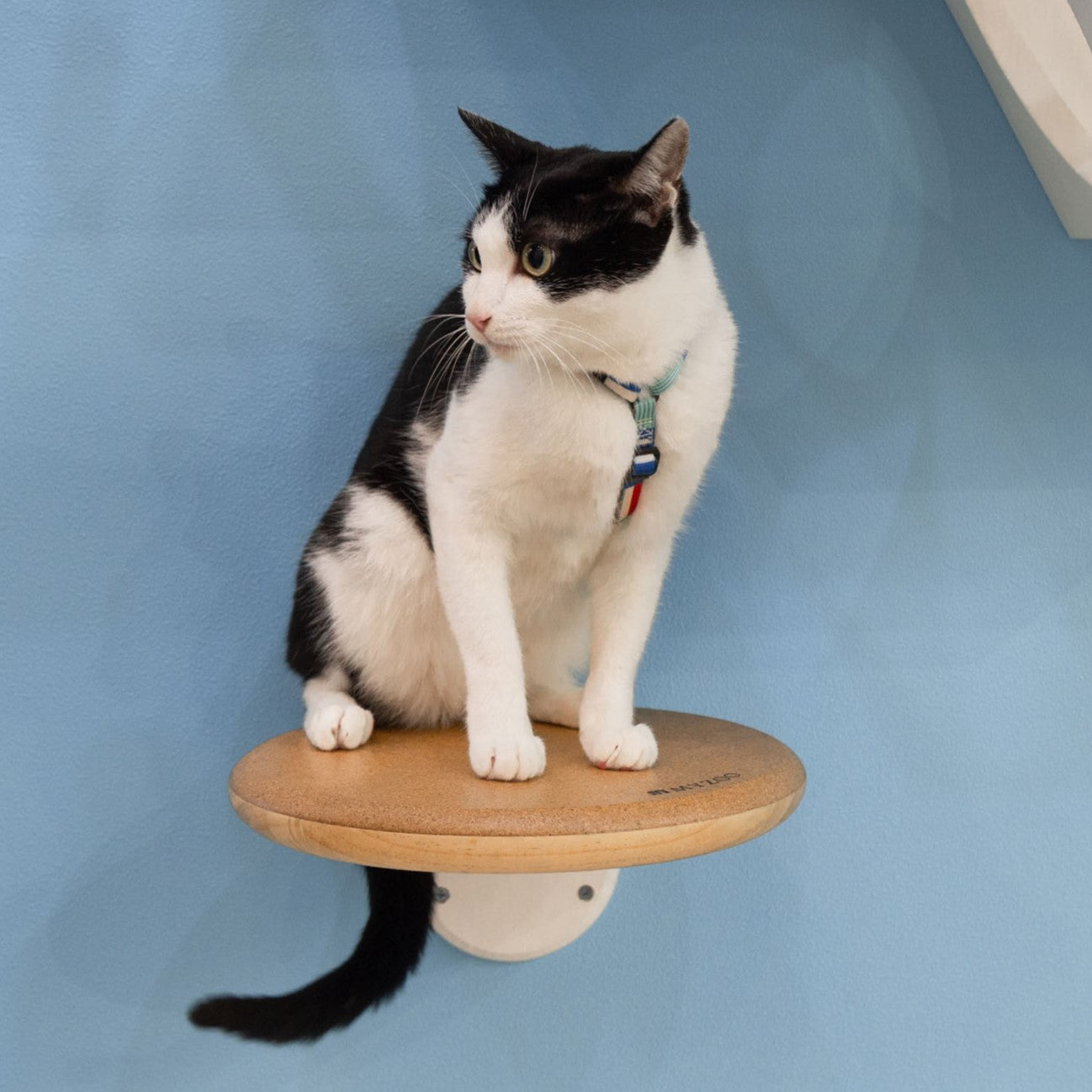 【猫の間セット】六角ハウス+自然の屏カバー+CORK+CORK-R