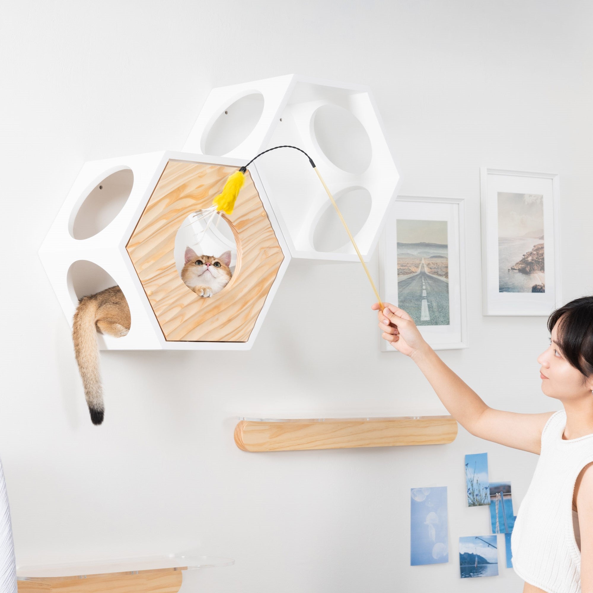 猫が【六角ハウス部品猫の隠れ家】MYZOO六角ハウスカバー 波の声 COVER WAVE の中にいる様子