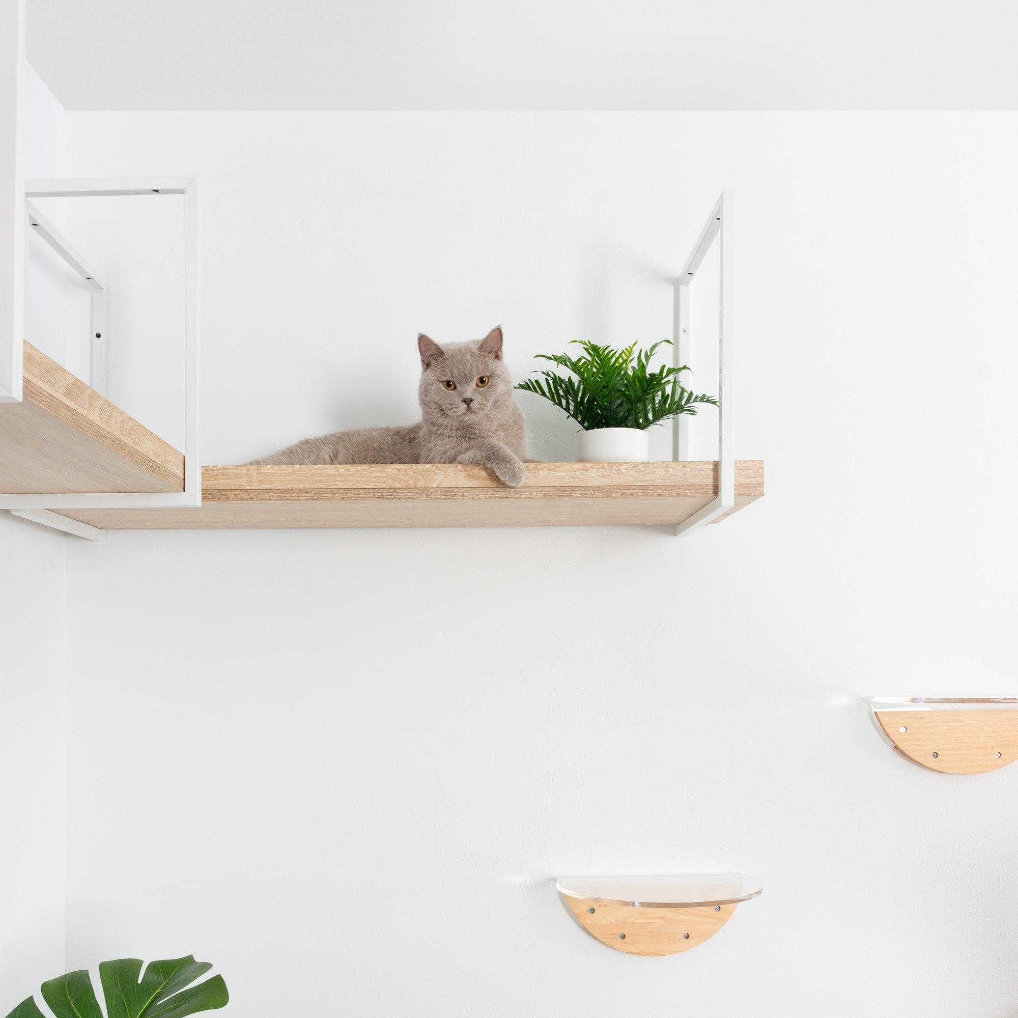 PBボードとホワイトフレームで作ったMYZOO-AVENUEキャットウォークの上にブリティッシュショートヘアがまったりしている