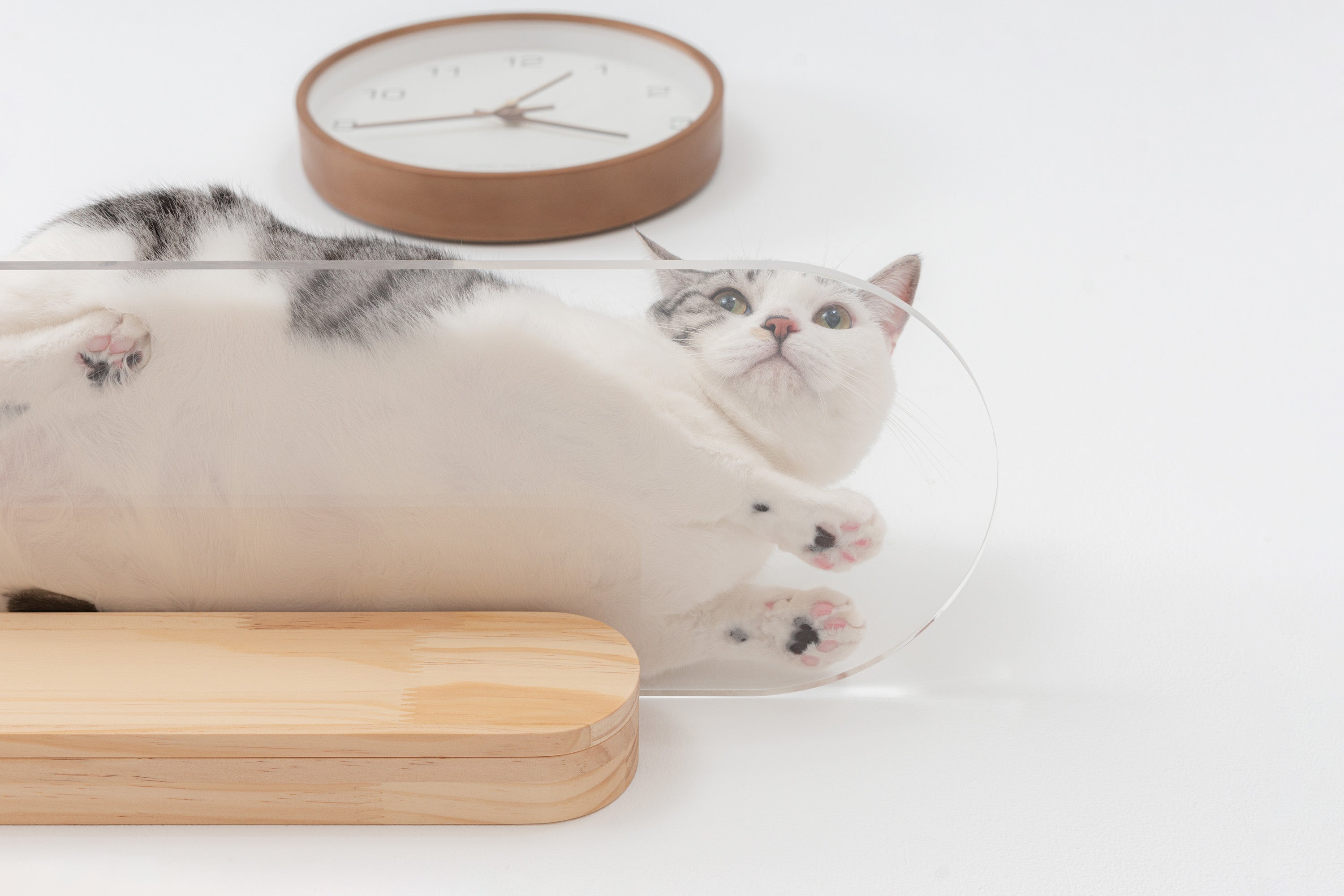 MYZOO-OBLONG キャットステップ/キャットウォーク。踏み台は透明仕様。パイン無垢材。幅60cmと90cmの2サイズが選べる。