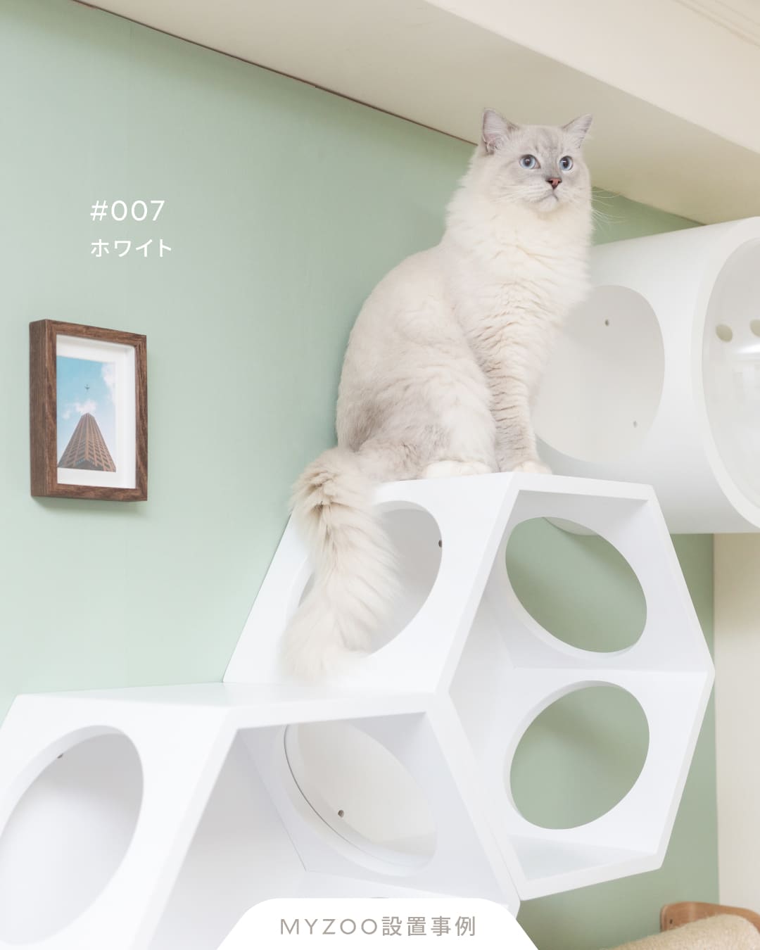 𝐋𝐢𝐯𝐢𝐧𝐠 𝐰𝐢𝐭𝐡 𝐂𝐚𝐭𝐬｜オールホワイト猫空間