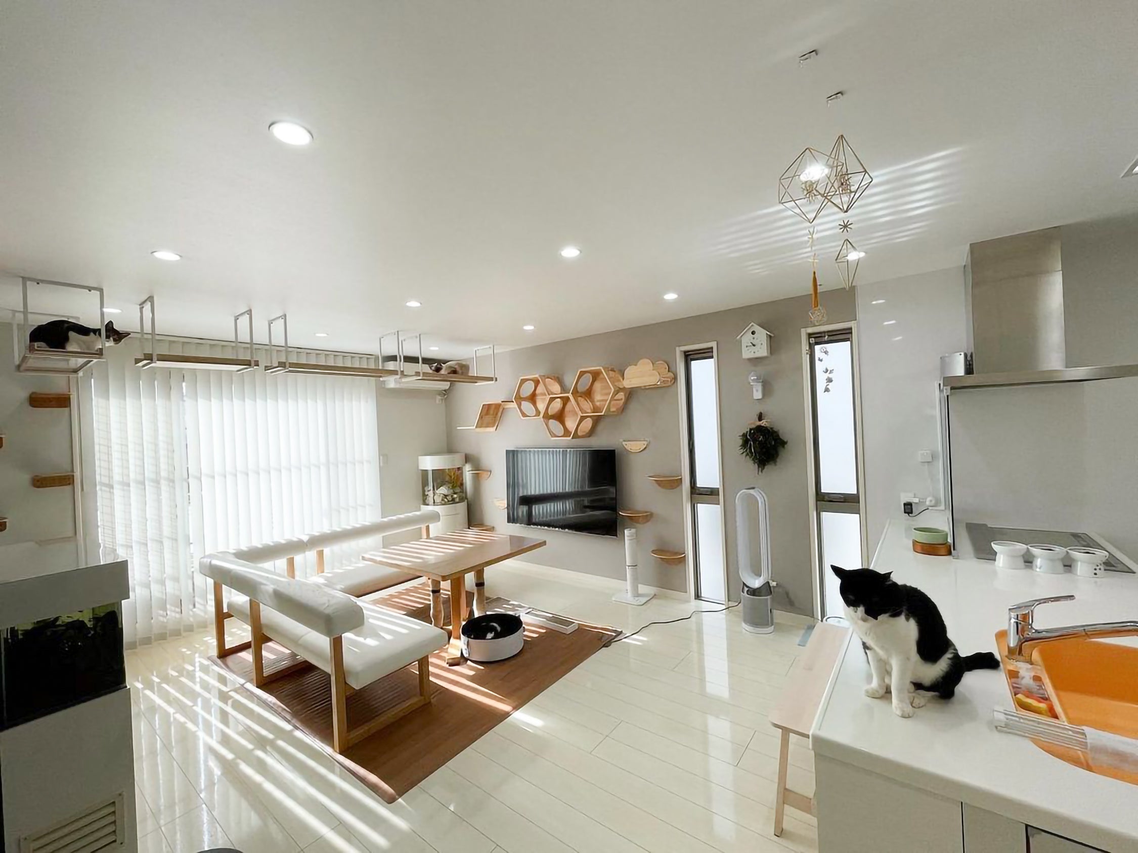 𝐋𝐢𝐯𝐢𝐧𝐠 𝐰𝐢𝐭𝐡 𝐂𝐚𝐭𝐬｜多頭飼いのリビング