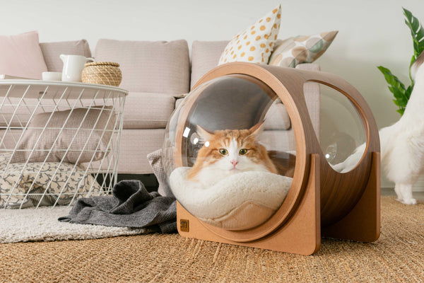 【ウェブマガジン-edimo】通年使える、おしゃれな猫用ベッドおすすめ6選。