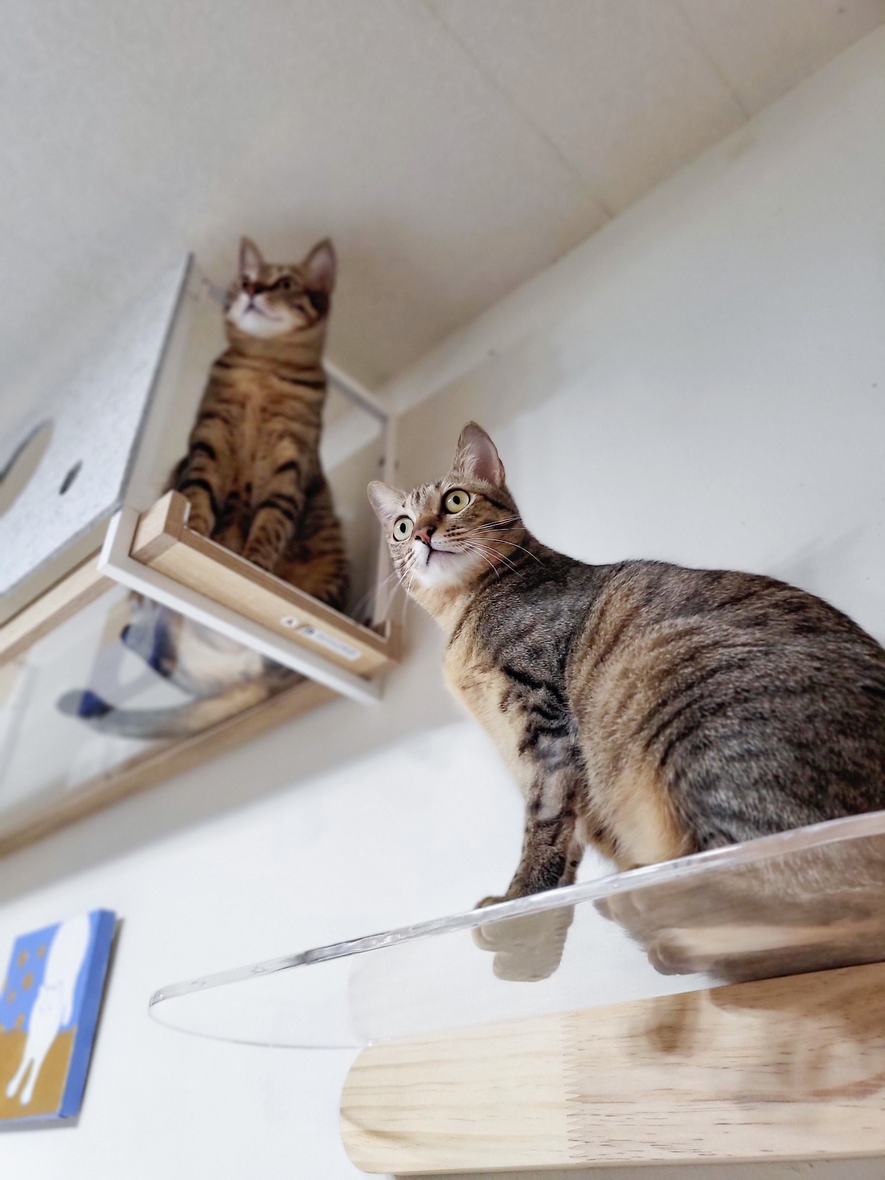 𝐋𝐢𝐯𝐢𝐧𝐠 𝐰𝐢𝐭𝐡 𝐂𝐚𝐭𝐬｜回遊動線を生み出すキャットシェルフ