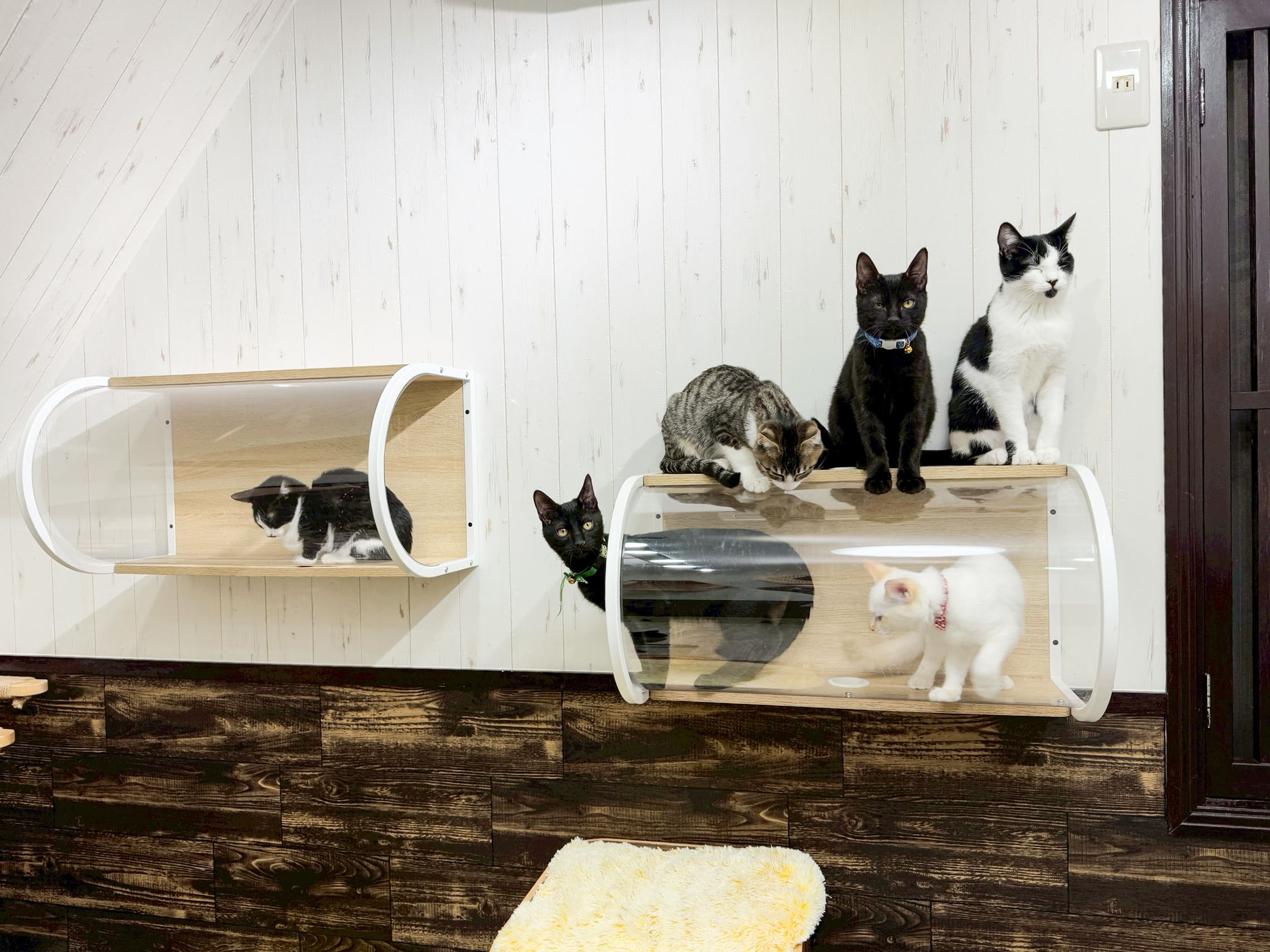 保護猫施設導入事例｜TNR活動とシェルターの環境づくり