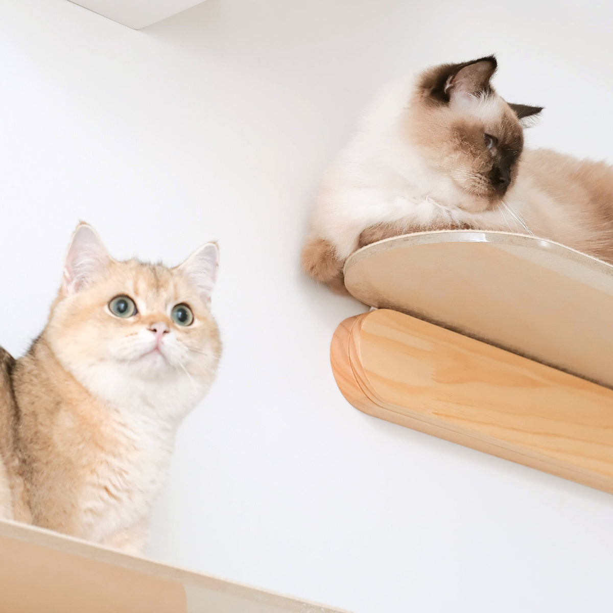 Cat Wellness Month