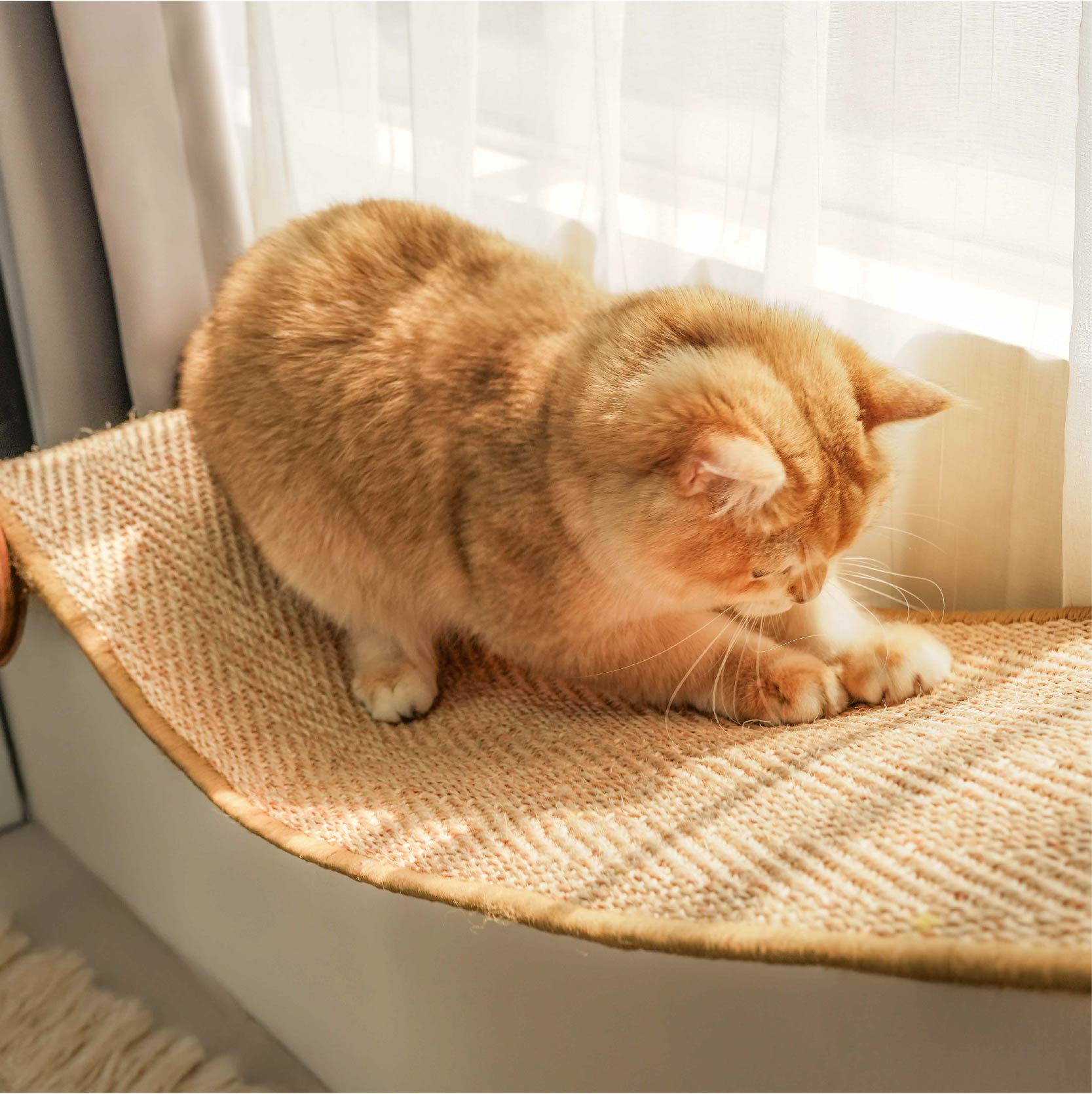 9/10-9/30予約受付中【キャットハンモック】MYZOO-Hover