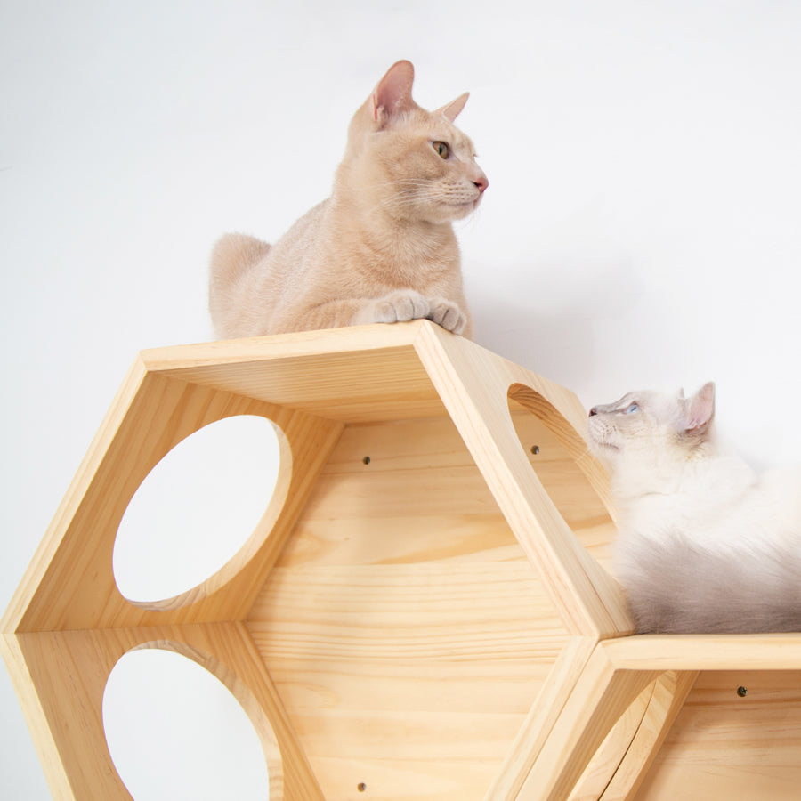 Busycat