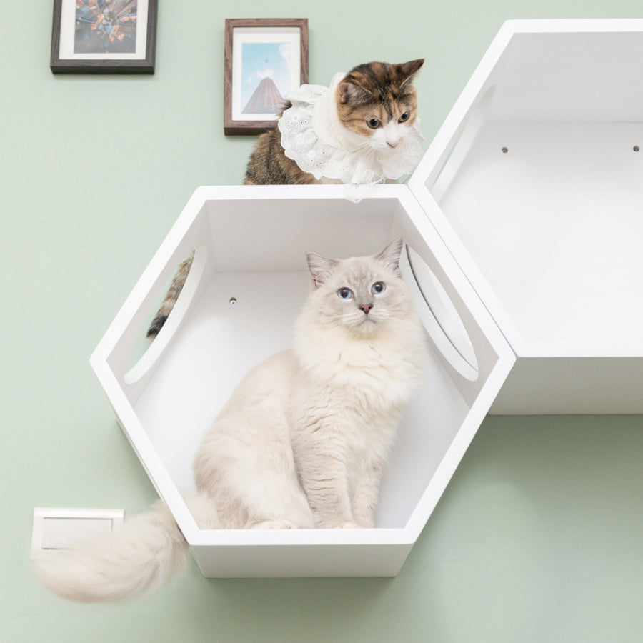 Busycat White