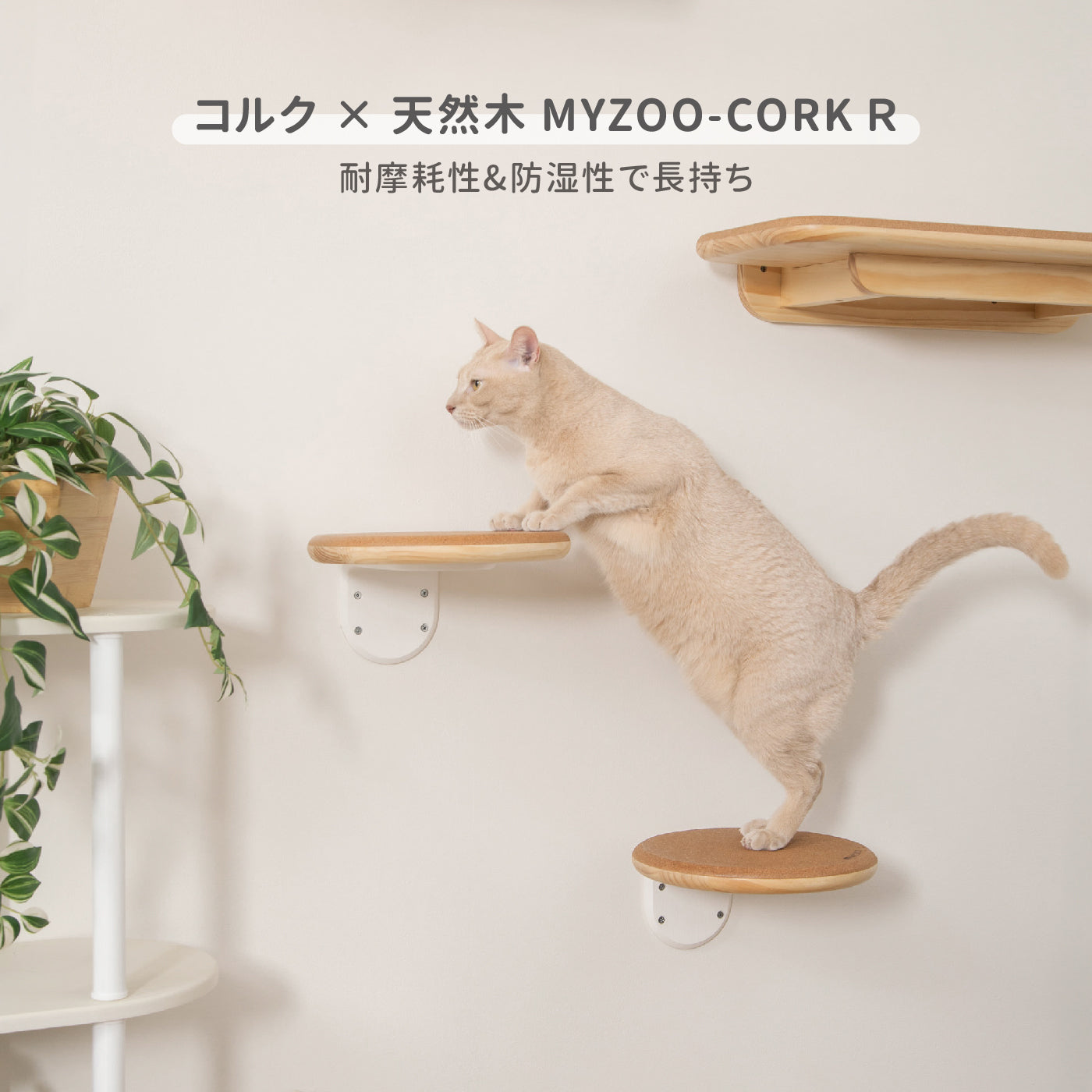 【キャットステップ】MYZOO-CORK-R