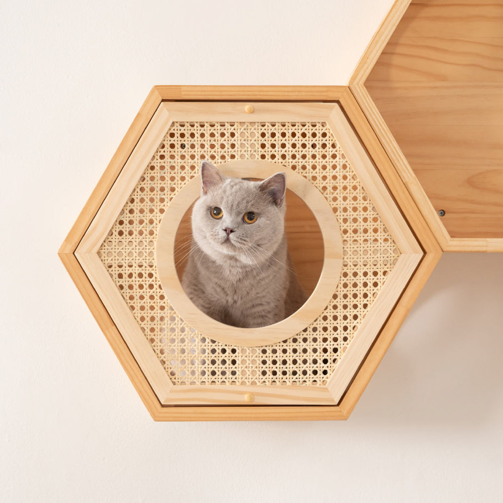 Busy Cat Cover Rattan