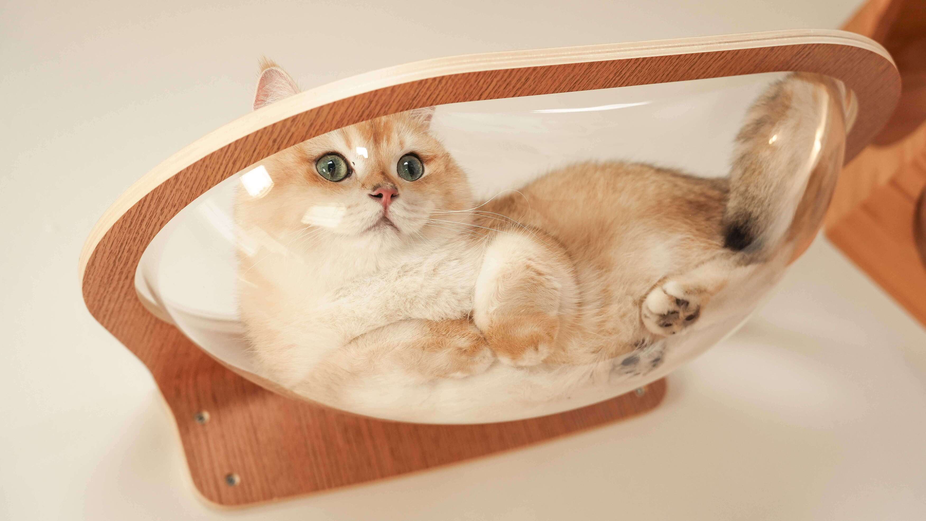 【星河キャットベッド】MYZOO-Aura