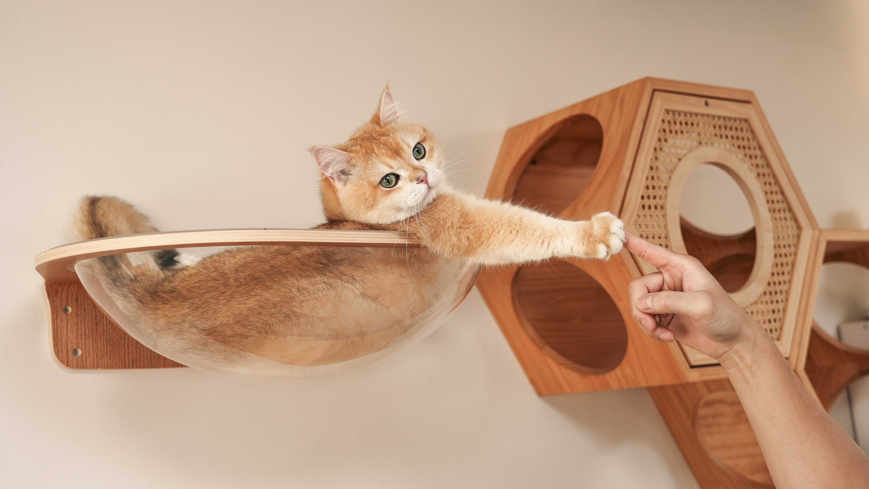 【星河キャットベッド】MYZOO-Aura