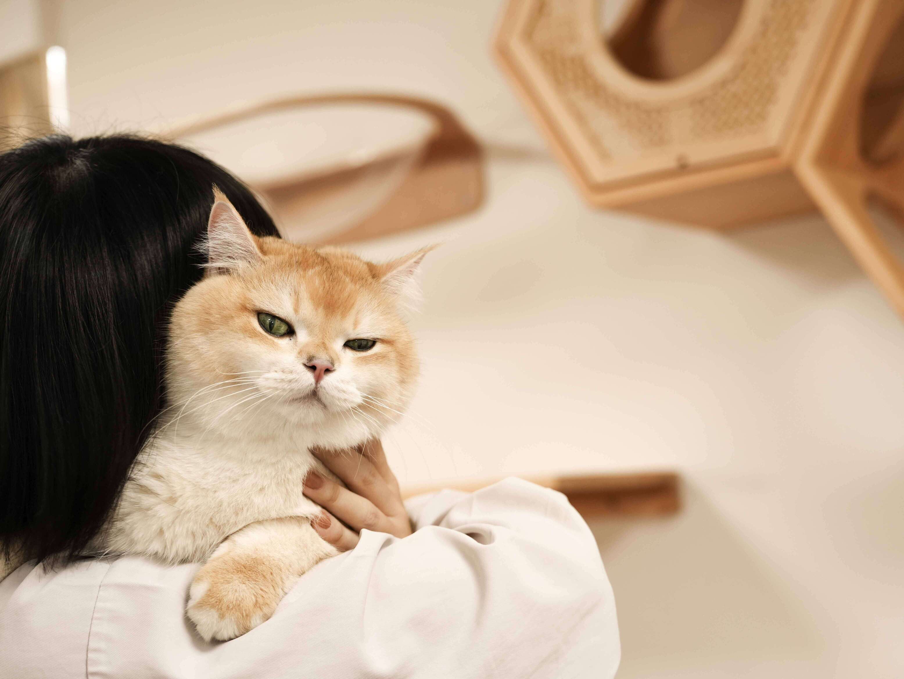 【星河キャットベッド】MYZOO-Aura