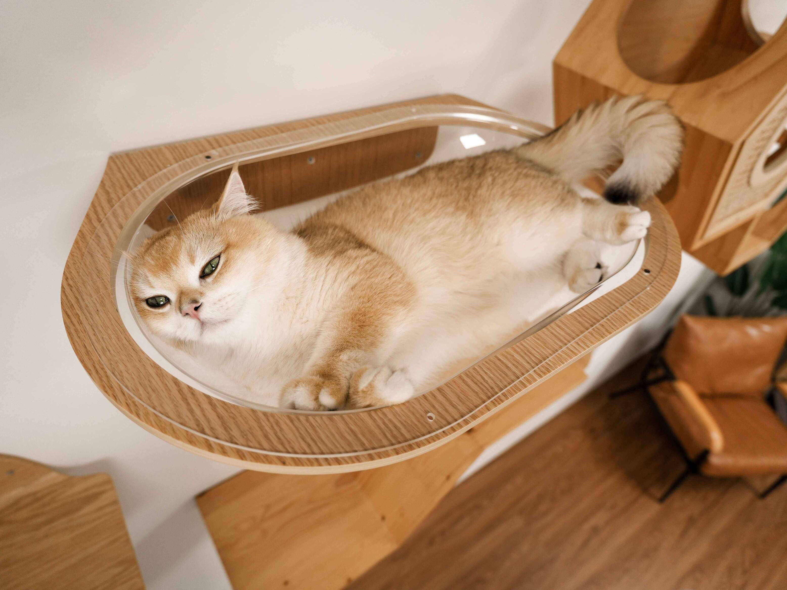 【星河キャットベッド】MYZOO-Aura