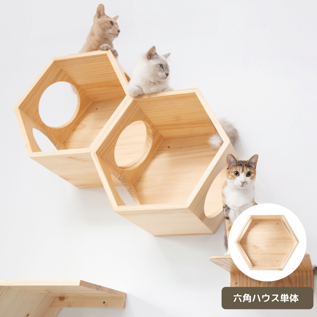 Busycat Busycat