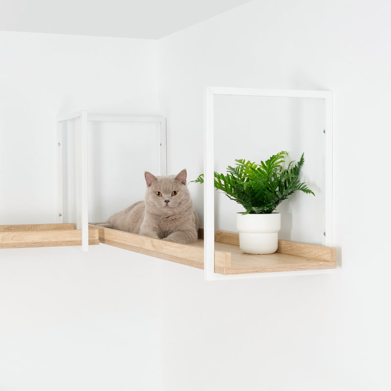 PBボードとホワイトフレームで作ったMYZOO-AVENUEキャットウォークの上にブリティッシュショートヘアがまったりしている