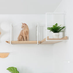 PBボードとホワイトフレームで作ったMYZOO-AVENUEキャットウォークの上に黄色のミックス猫が座っている