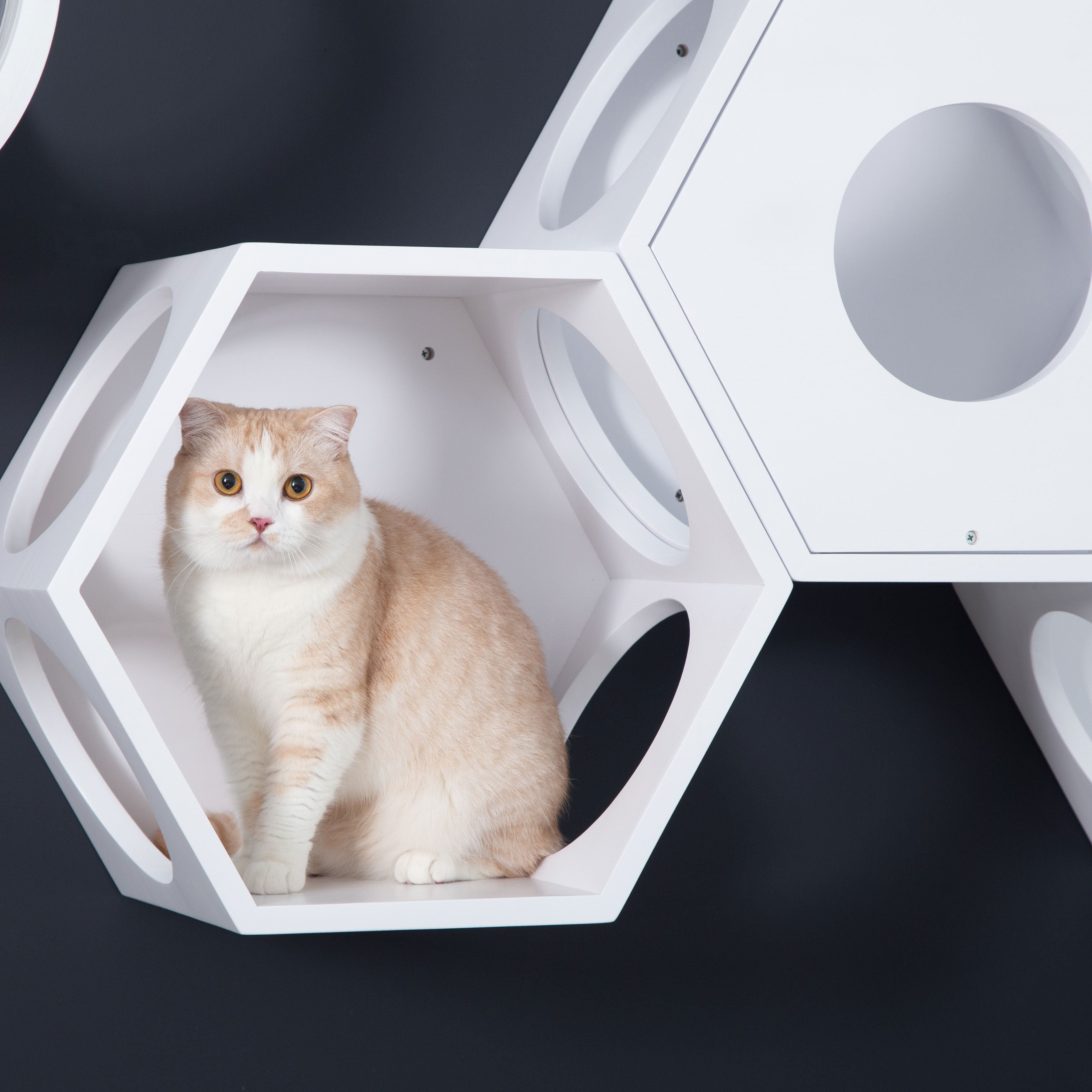 パイン無垢材で作られた壁掛けタイプのキャットタワー。ホワイトの六角形で四面に穴を開けているので、猫は好きな場所から出入りができます。複数繋げることにより、トンネルのようなキャッ
