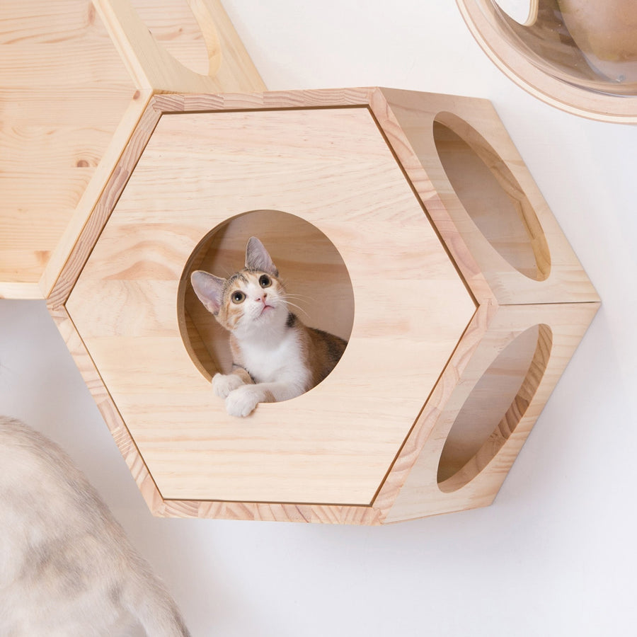 Busycat Cover
