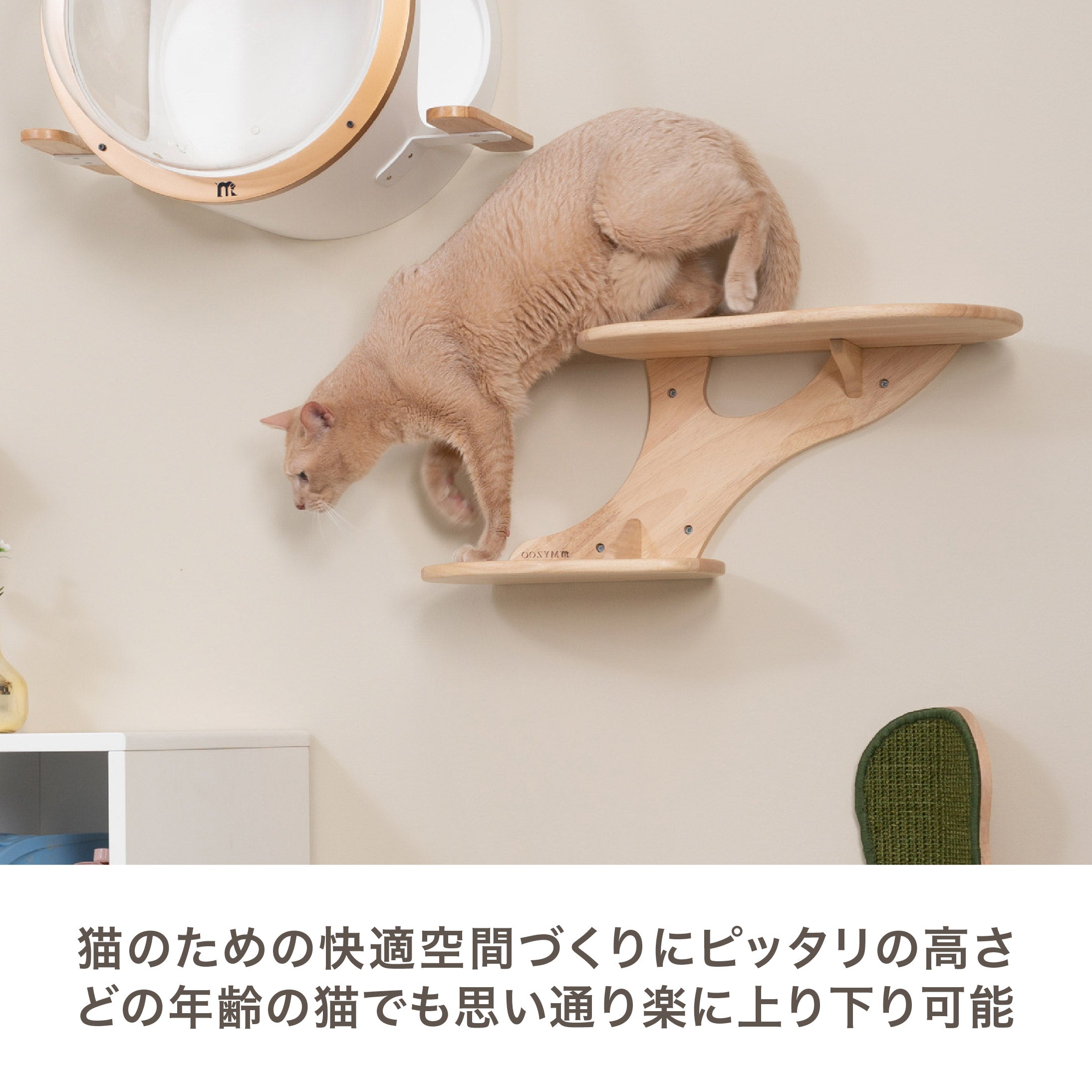 ネット限定】 【キャットステップ】MYZOO-CORAL 猫用品 - kintarogroup.com