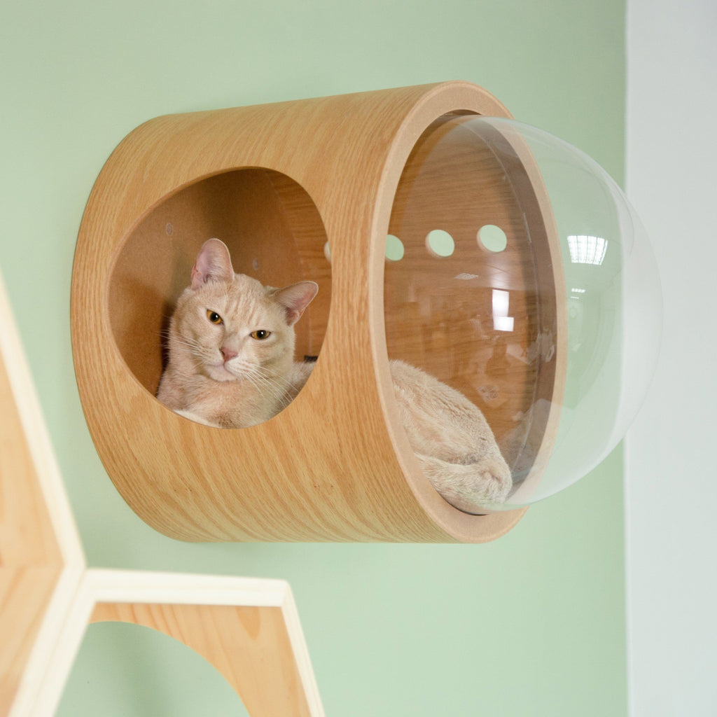 MYZOO-GAMMA-OAK-Cat- 