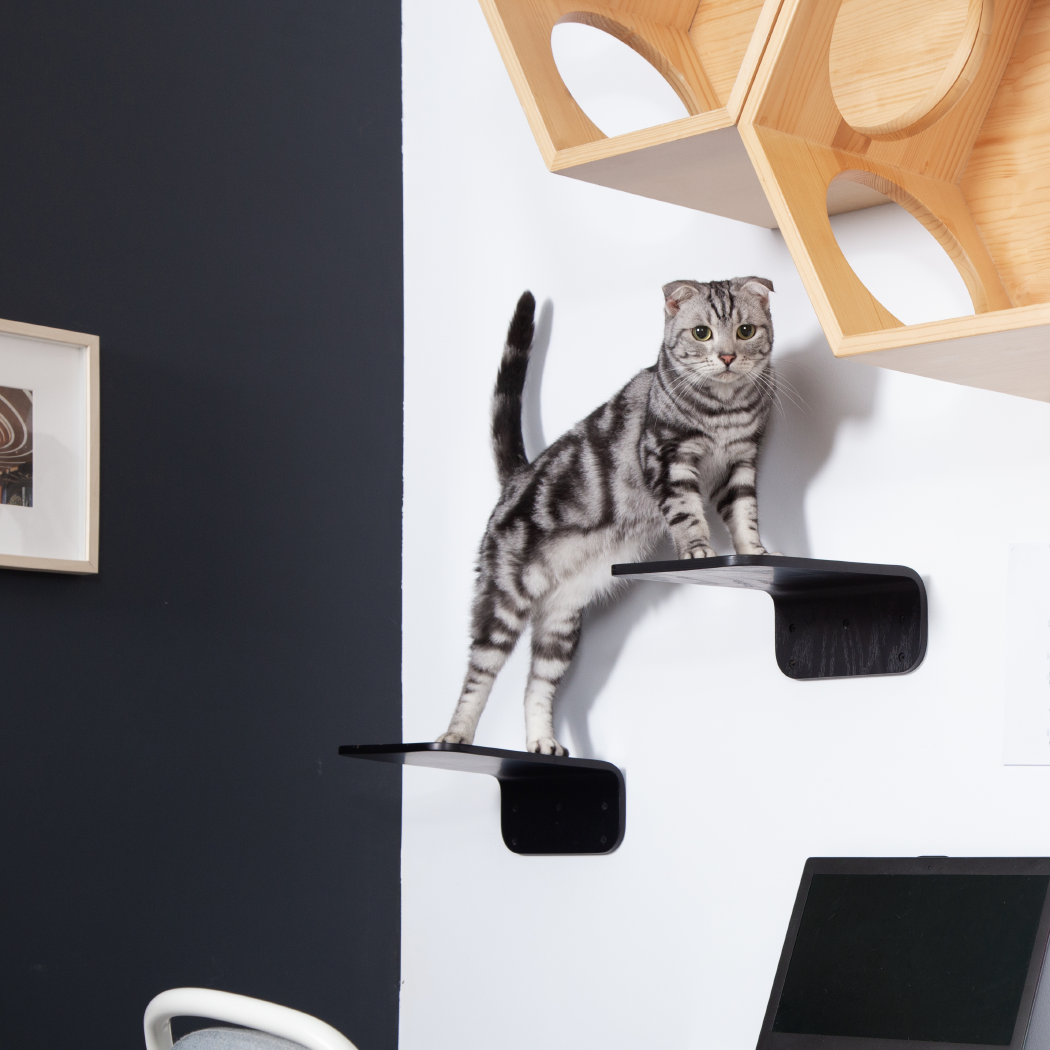 LACK　キャットステップ2枚セット。壁掛けタイプキャットタワー。長方形で黒色。コンパクトサイズでありながらしっかりネコの体重を支えてくれる。